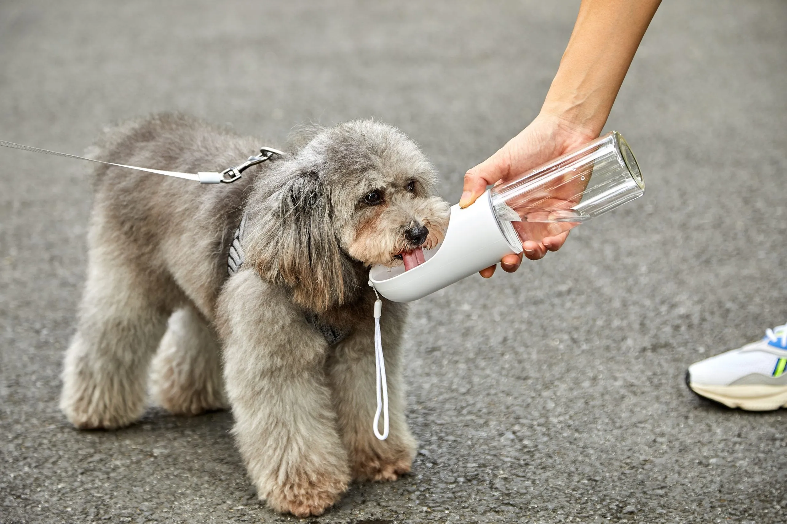 400ml Pet Water Bottle - Grey