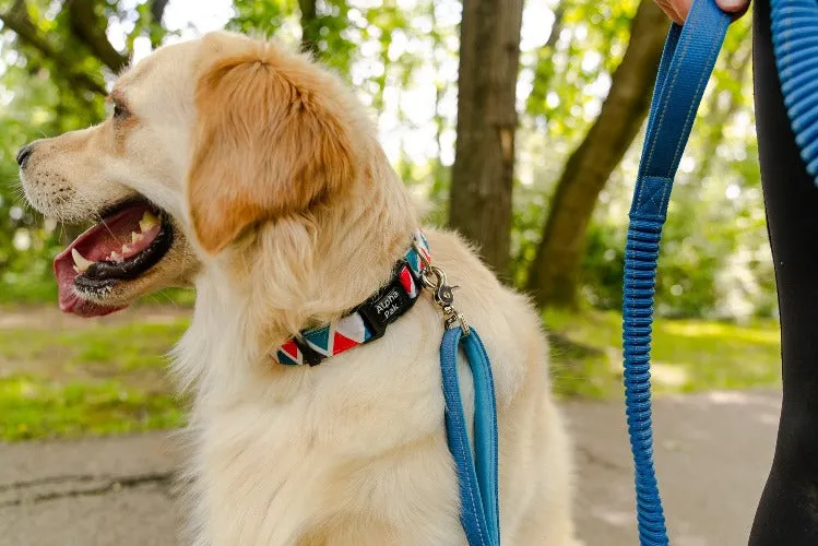Dog Collar by Alpha Pak