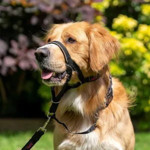 Halti Dog Headcollar - Black